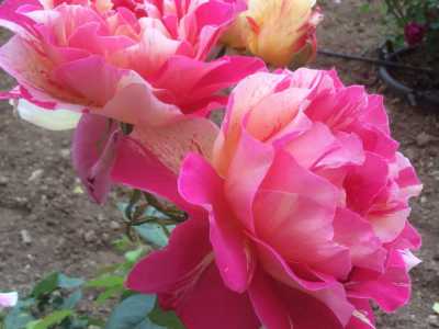 Una rosa caratterizzata dalla screziatura gialla su fondo rosso